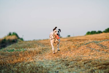 Dalmaçyalı köpek gökyüzü arka planında yürürken biçilmiş tarlada koşar.