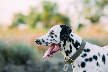 Çayır üzerinde yürürken tasmalı ve isim plakalı Dalmaçyalı köpek portresi.