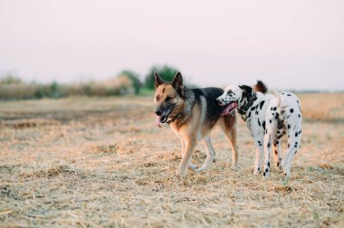 Dalmaçyalı köpek ve Doğu Avrupalı çoban köpeği yürüyüş sırasında çim tarlasında yan yana dururlar..
