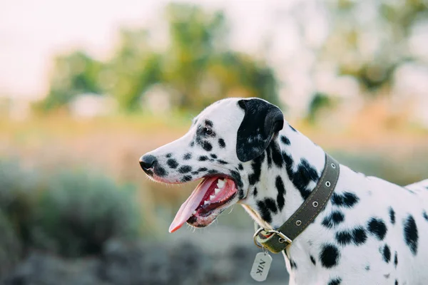 Portret Van Dalmatische Hond Met Halsband Naamplaatje Tijdens Het Wandelen — Stockfoto