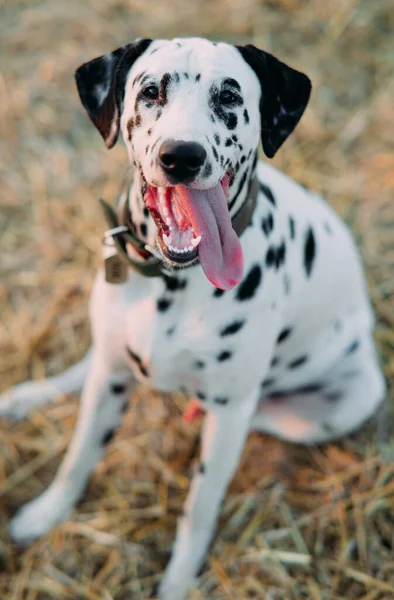 Portret Van Dalmatische Hond Met Halsband Naamplaatje Tijdens Het Wandelen — Stockfoto
