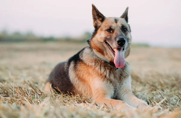 East-european shepherd dog lying down on mown meadow and resting during walk. Closeup.