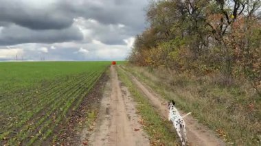 Mutlu Dalmaçyalı köpek ilk önce oturur ve dramatik bulutlu bir gökyüzünün altında yeşil bir arazinin yanındaki toprak yolda kırmızı bir topu almak için koşar. Aktif hayvan yaşam tarzı konsepti.
