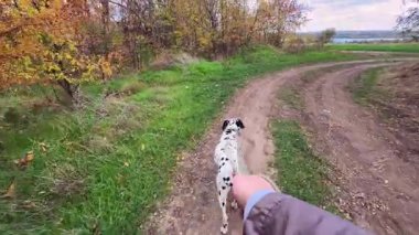Dalmaçyalı bir köpeğin renkli sonbahar yeşillikleri ve yeşillikleriyle çevrili dolambaçlı toprak bir yolda tasmayla yürüdüğü ilk kişi görüntüsü. Aktif hayvan yaşam tarzı konsepti.