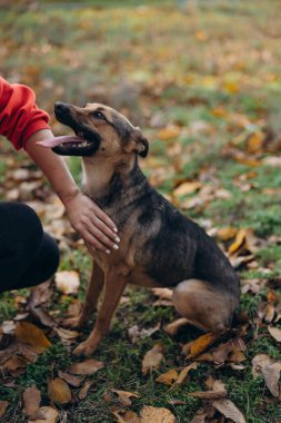 Mutlu bir melez köpeğin dikey dış portresi çimlerin üzerinde oturuyor ve bir insan eli tarafından nazikçe okşanıyorken düşen sonbahar yaprakları..