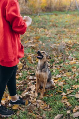 Melez bir köpeğin dikey çekimi. Çimlere ve düşen sonbahar yapraklarına itaatkar bir şekilde oturmuş açık hava antrenmanı sırasında sahibine ya da antrenörüne bakıyor..