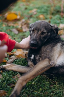 Bir insan elinin dikey yakın çekimi. Koyu renkli melez bir köpeğin kafasını nazikçe okşuyor. Yeşil çimenler ve düşen sonbahar yaprakları güveni ve özeni simgeliyor..
