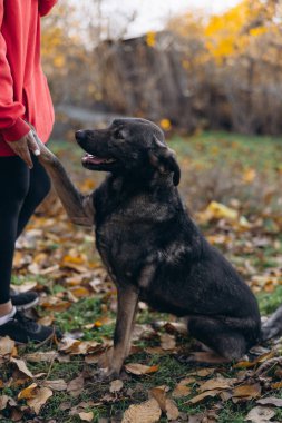 Koyu renkli melez bir köpeğin dikey görüntüsü. İtaatkar bir şekilde oturup, sonbahar antrenmanı sırasında sahibiyle el sıkışma numarası yapıyor..