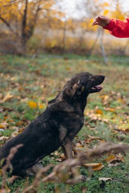 Koyu renkli melez bir köpeğin sonbahar zemininde oturup açık hava antrenmanı ya da oyun sırasında birinin eline bakarken dikey çekimi..