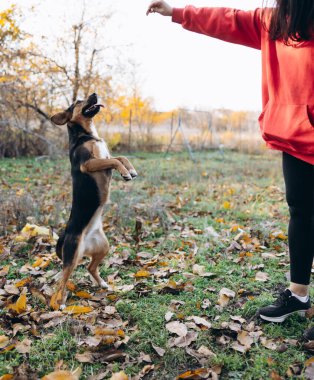 Hevesli bir melez köpeğin arka ayakları üzerinde zıplayarak bir sonbahar parkında insan elinden ödül ya da emir almaya çalışmasının dikey hareketi..