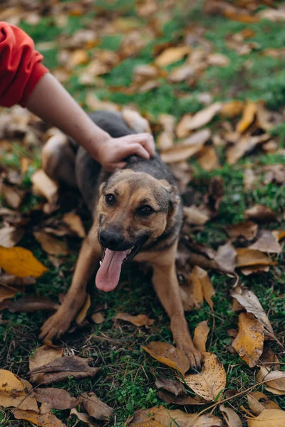 Neşeli, kurtarılmış melez bir köpeğin sırtını nazikçe okşayan görüntüsü. Köpek, kahverengi sonbahar yapraklarıyla çimlerin üzerinde dille nefes nefese..