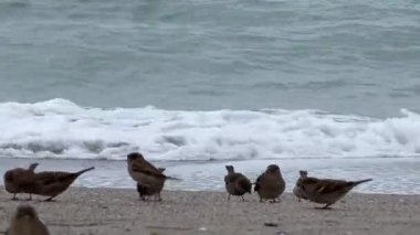 Kapalı kapılar ardında serçeler, bulutlu soğuk bir günde kumsalda beslenen güvercinler. Büyük dalgalı Karadeniz dalgaları kıyıları yıkıyor.