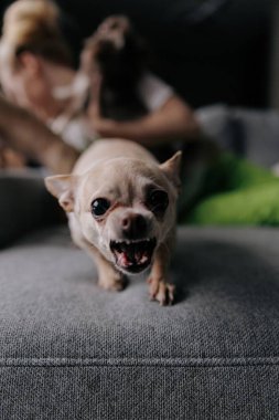 Gri kanepede otururken homurdanan ve dişlerini gösteren kızgın kısa saçlı chihuahua köpeklerinin yakın çekimi. Arka plan bulanık. Köpek davranışı, saldırganlık ya da bölgesel koruma kavramı.