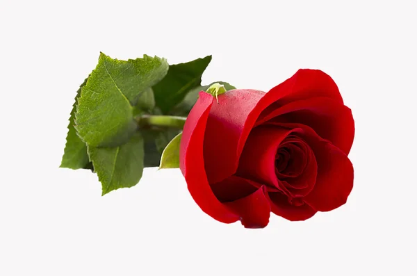 "červená růže & quot; — Stock fotografie