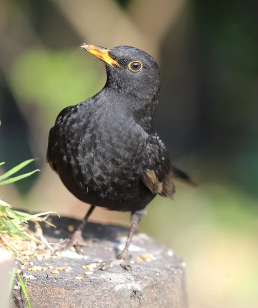 Closure up of a Blackbird — стоковое фото