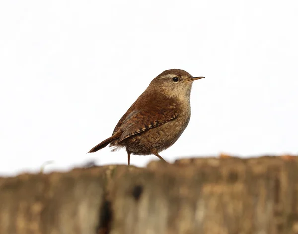 Primer plano de un Wren — Foto de Stock