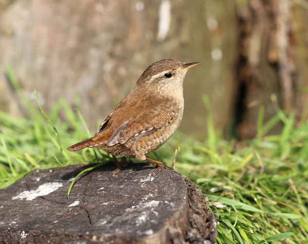 Primer plano de un Wren —  Fotos de Stock