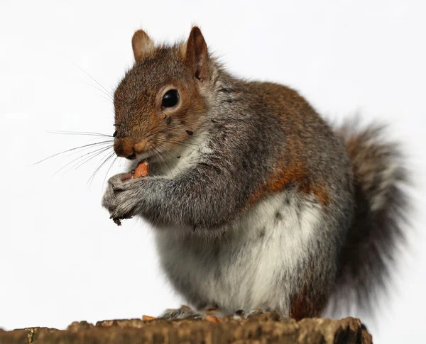 Primer plano de una ardilla gris — Foto de Stock