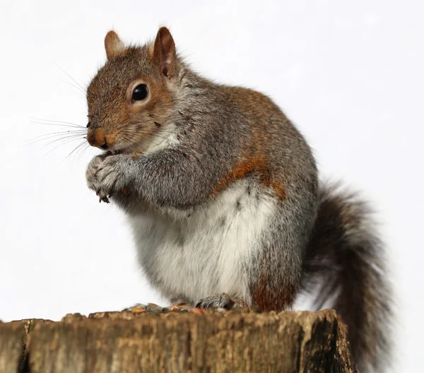 Primo piano di uno scoiattolo grigio — Foto Stock