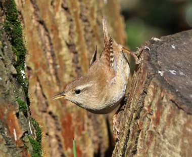bir kadın siyah kuş yakın çekim