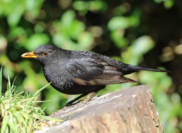 Close up van een mannelijke blackbird — Stockfoto