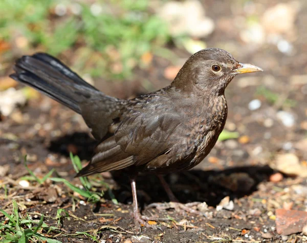 Close up van een vrouwelijke blackbird — Stockfoto