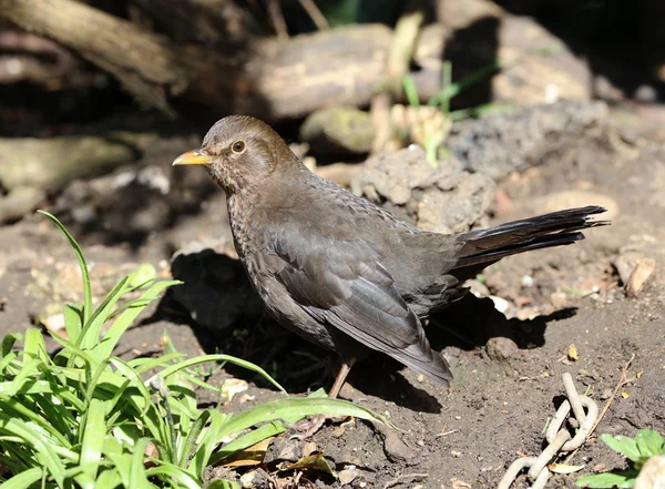 Close up van een vrouwelijke blackbird — Stockfoto