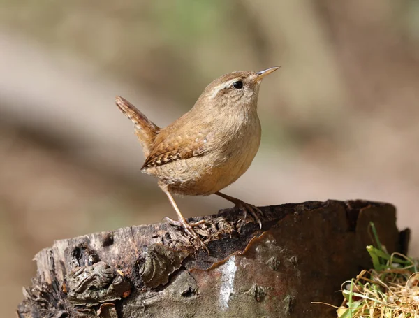 Primer plano de un Wren — Foto de Stock