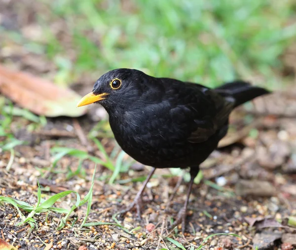 Close up van een mannelijke blackbird — Stockfoto