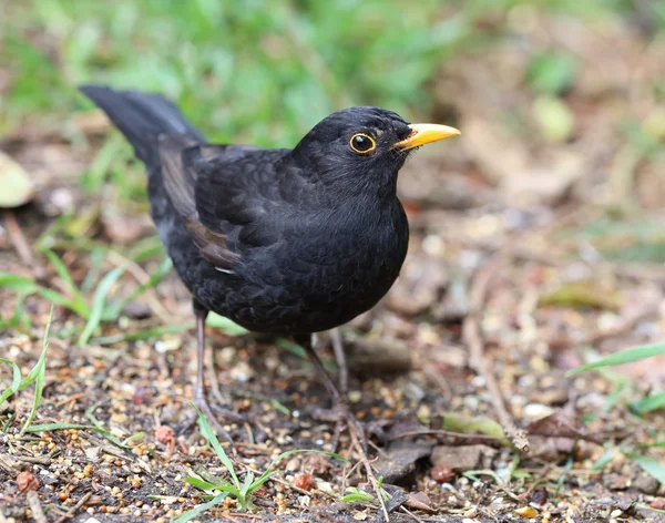 Close up van een mannelijke blackbird — Stockfoto