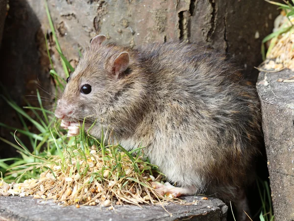 Fechar de um rato marrom — Fotografia de Stock