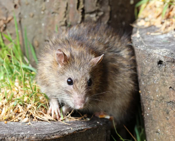 Brown Rat eating seed — Stock Photo, Image