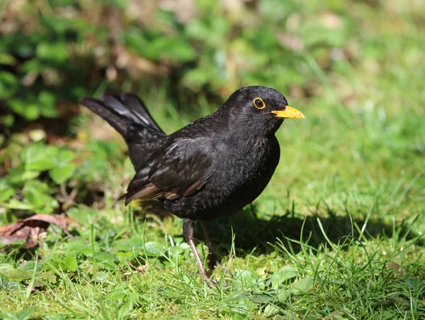 Masculino Blackbird à procura de comida — Fotografia de Stock