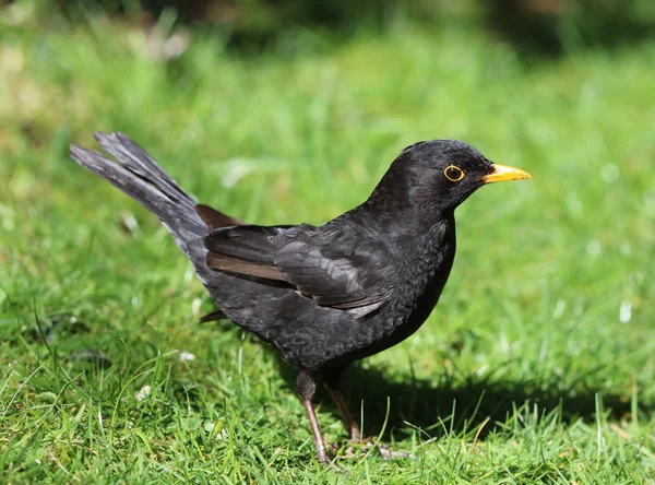 Masculino Blackbird à procura de comida — Fotografia de Stock