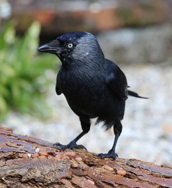 Close up of a Jackdaw — Stock Photo, Image