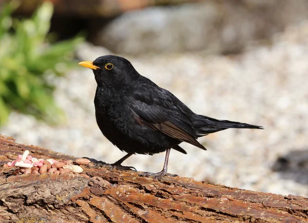 Bir erkek siyah kuş yakın çekim — Stok fotoğraf