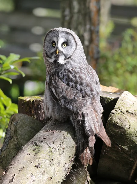 Große graue Eule — Stockfoto