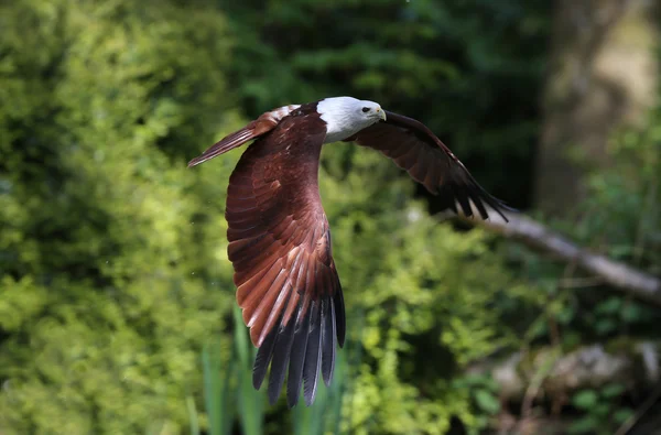 Águila africana — Foto de Stock