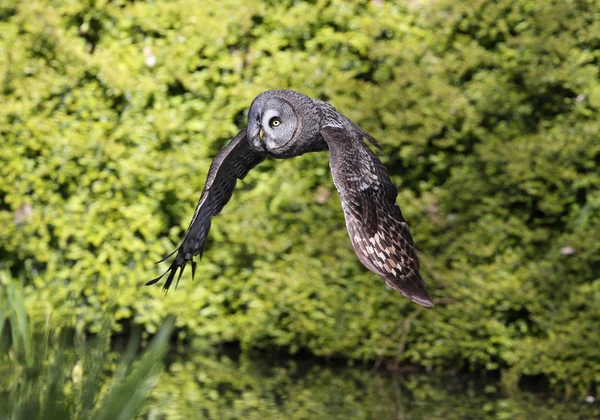 Große graue Eule — Stockfoto