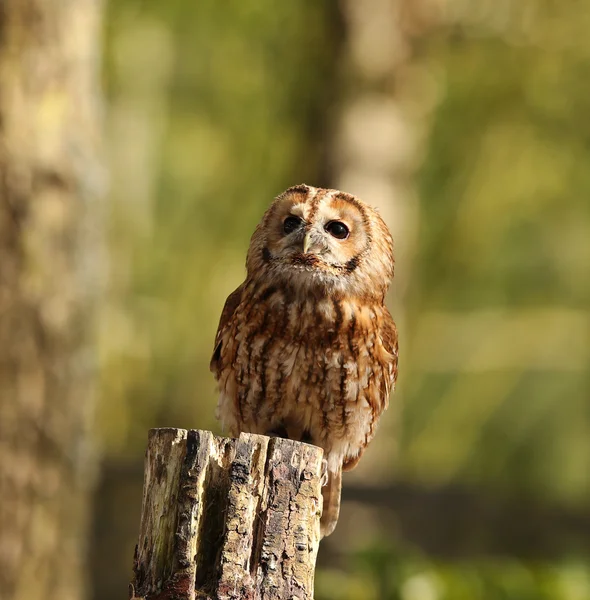 黄褐色のフクロウの肖像画 — ストック写真