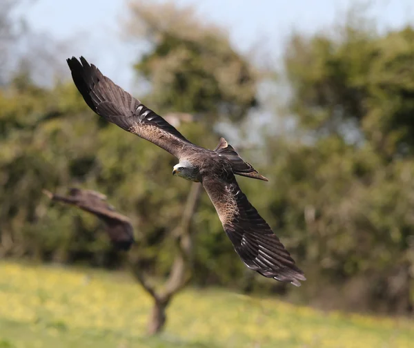 Close up of a Black Kite — Stock Photo, Image