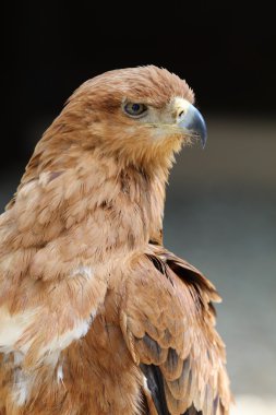 sarımsı kahverengi bir kartal yakın çekim
