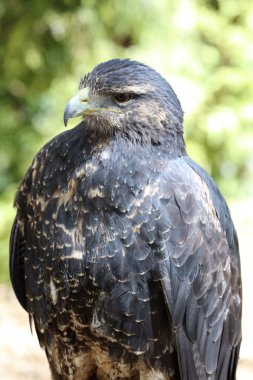 Gri kartal Şahin
