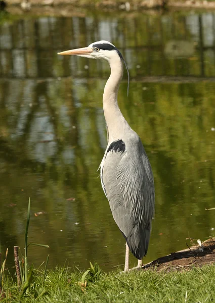 Porträt eines wilden Graureihers — Stockfoto