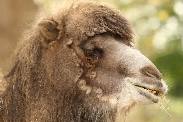 Close up of a Bactrian Camel — Stock Photo, Image