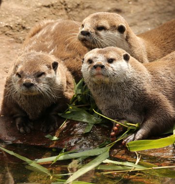 oryantal kısa pençeli su samuru