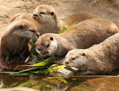 oryantal kısa pençeli su samuru
