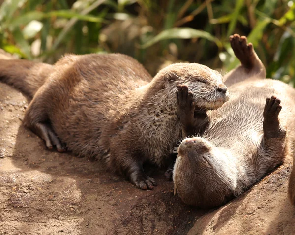 Oriental Short Clawed Otters — Zdjęcie stockowe