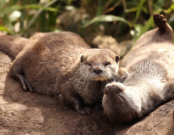 Oriental Short Clawed Otters — Stock Photo, Image