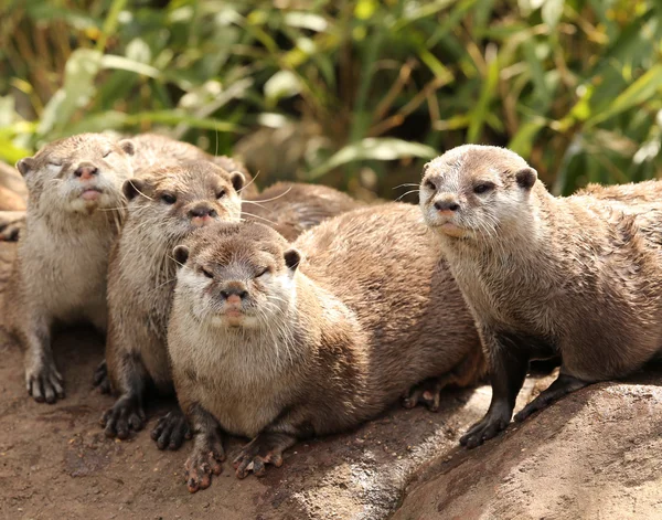 Oriental Short Clawed Otters — Zdjęcie stockowe